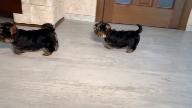 100% ЭКСТРА-МИНИ щеночки йорки) смотреть онлайн