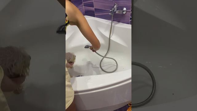 Первое купание щенка бишон фризе. first bathing of a Bichon Frize puppy смотреть онлайн