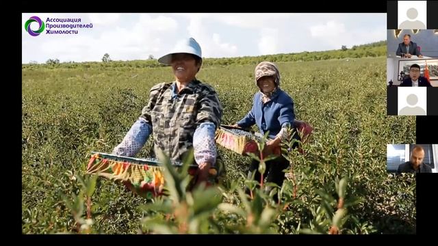 Рынок жимолости Китая 2020 / China haskap (honeyberry) Market 2020. смотреть онлайн