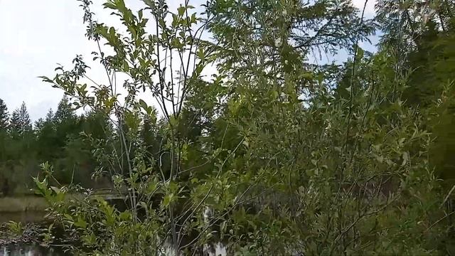 Новая Чара забайкальский край смотреть онлайн