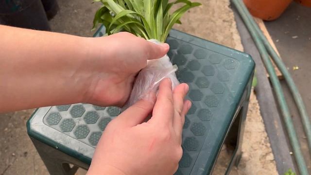 Подснежники / Галантус. Упаковка. Первоцветы в вашем саду.