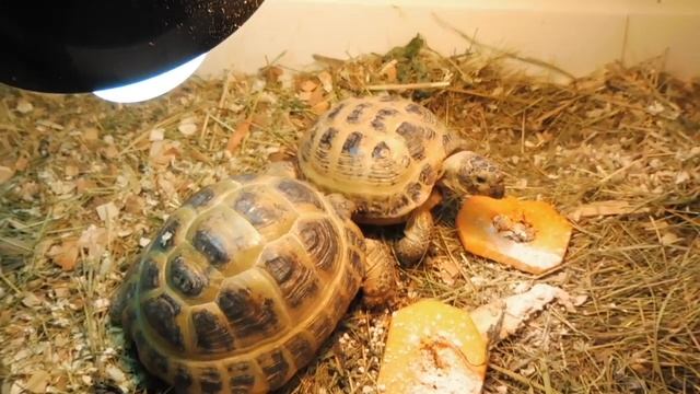 ПЯТНИЦА 13 мая 2022 ТАК начинается ПОЧТИ каждое утро в питомнике собак "Мари Мистик" ЧИХУАХУА смотреть онлайн