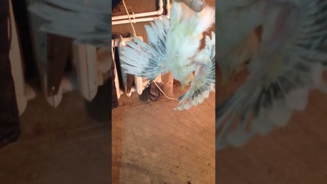 Как определить петушка от курочки у цыплят смотреть онлайн