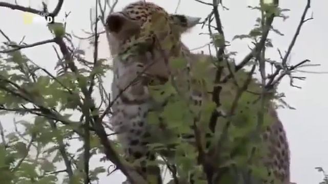 Две самки леопарда Заповедник Африки Пятнистые дикие кошки Заботящиеся матери Охота и забота смотреть онлайн