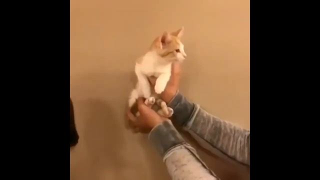 Видео приколы про солнечное затмение смотреть онлайн
