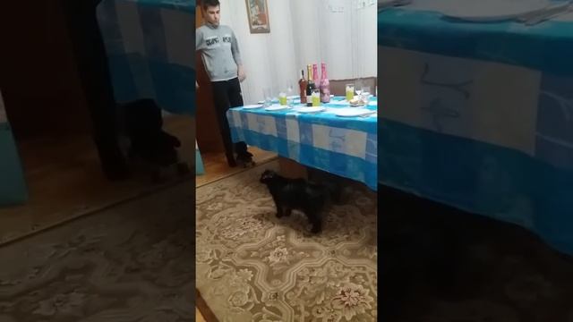 Шиба ину Семён. Новый год - огненной Собаки!) смотреть онлайн