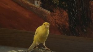 Пение молодого кенара. Песни от Тришки.mkv