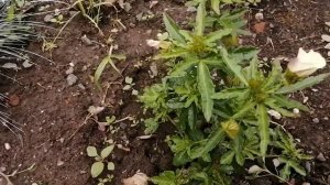 Тройчатый гибискус. Неприхотливое растение. Начало цветения.