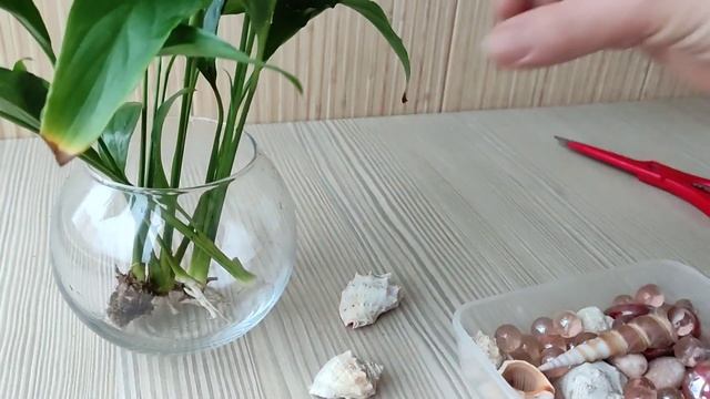 Женское счастье (спатифиллум) выращивание в воде