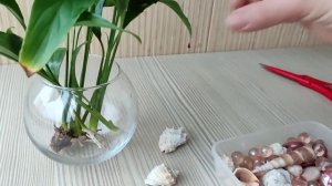 Женское счастье (спатифиллум) выращивание в воде