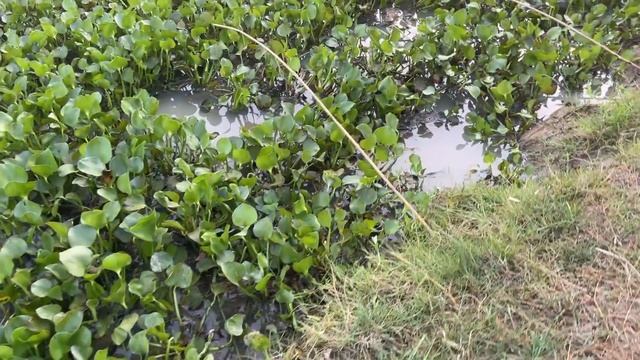 Unique Fish Trap With Geoduck To Catch Gourami Fish