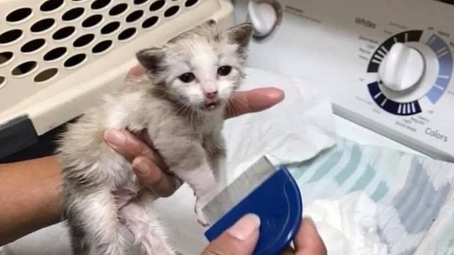 Котёнок застрял под трейлером... Он хотел убежать, но что-то держало его лапку! смотреть онлайн