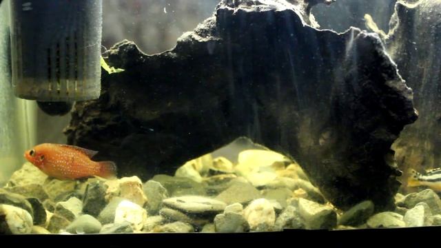 мой аквариум - взаимоотношения хромисов красавцев смотреть онлайн