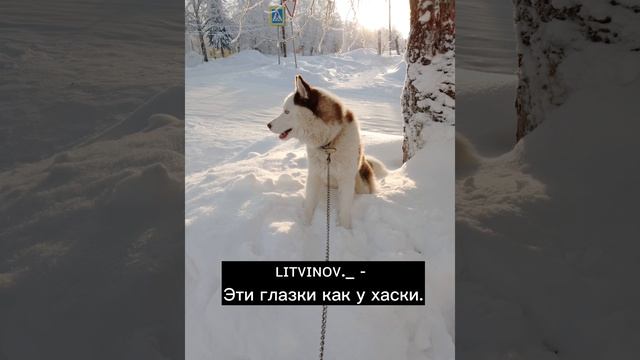 ʟɪᴛᴠɪɴᴏᴠ._ - Эти глазки как у хаски. смотреть онлайн