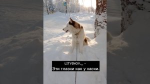 ʟɪᴛᴠɪɴᴏᴠ._ - Эти глазки как у хаски.