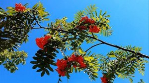 Григорий Елькин Цвела рябина белая