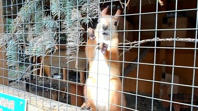 Великие Луки Прогулки на досуге часть 3. О чём рассказала белочка смотреть онлайн