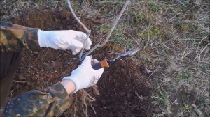 посадка смородины весной