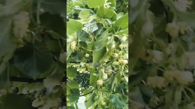 #Цветущая липа смотреть онлайн