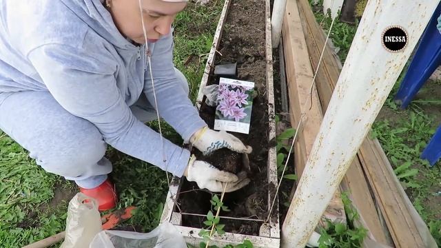 Сажаю клематис. Посадка клематиса на даче. I plant clematis. смотреть онлайн