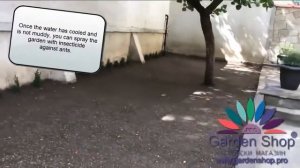 Как посеять газонную траву в домашних условиях