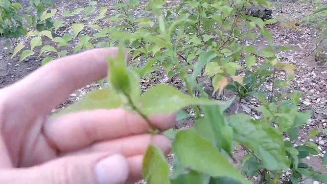 Прививка абрикоса на сливу смотреть онлайн