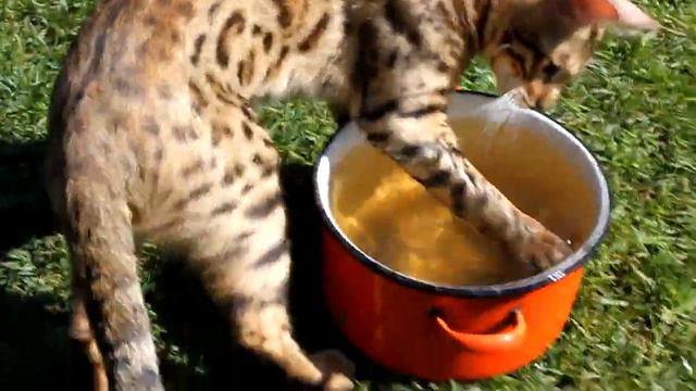 Бенгальская кошка играется с водой Bengal Cat Playing With Water