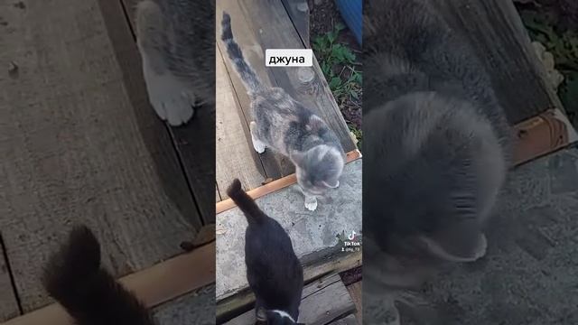 прошло 2.3месяца после инсульта у кошки. смотреть онлайн