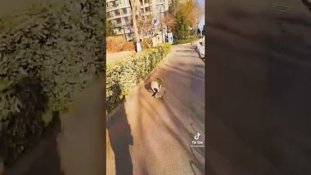 Китайская собачка отжигает.Подпишитесь если понравилось.Follow me if you like. смотреть онлайн