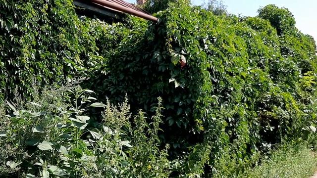 Поездка в поселок Пинеровка #Балашовского района Саратовской области. смотреть онлайн
