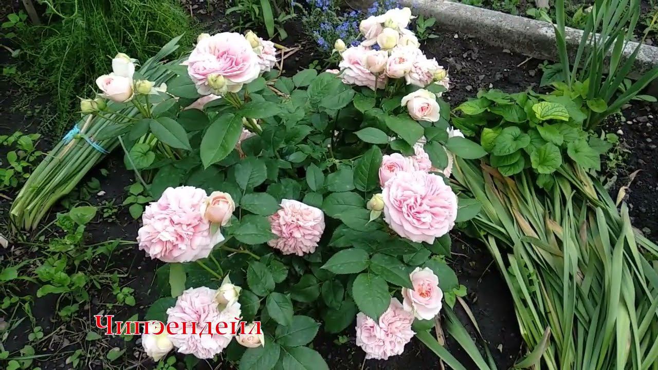 Как сажать розы. Планирование розария. смотреть онлайн