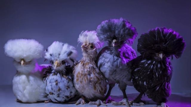 Страшно куриные.Красивые,забавные, элитные породы кур, перья для декора. смотреть онлайн