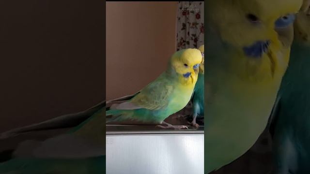 Попугай начал меня бояться после покупки 2-го попугая, почему? #shorts