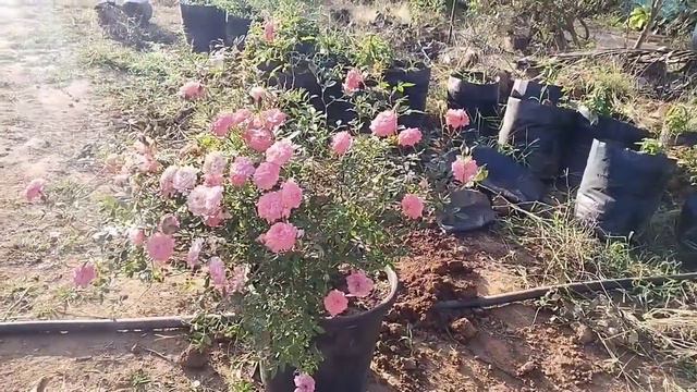 7 days mother plant#mother#plant#nandhu#terrace#garden смотреть онлайн