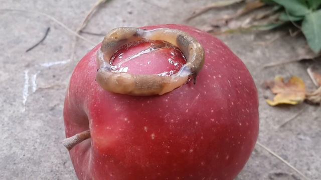 улитки - вечное движение, хоровод смотреть онлайн