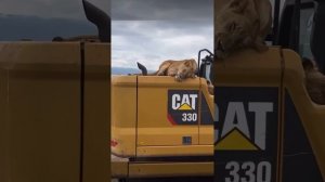 Охрана спит, служба идет!