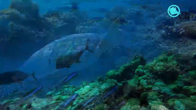 AtollScuba Promo смотреть онлайн