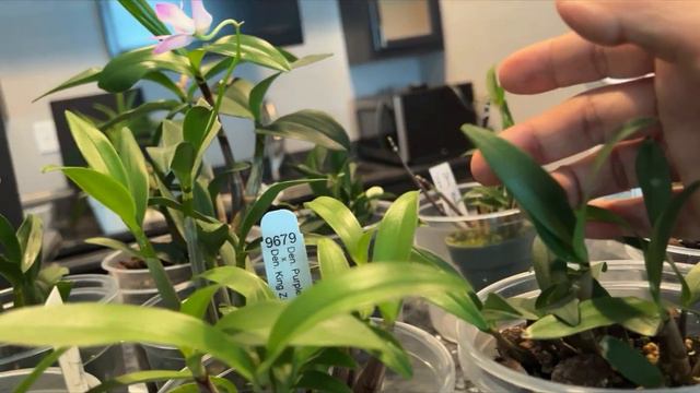澳洲石斛（Den. Kingianum) 集锦和养护指南。My collection and Care tips of Den. Kingianum and Hybrids. смотреть онлайн