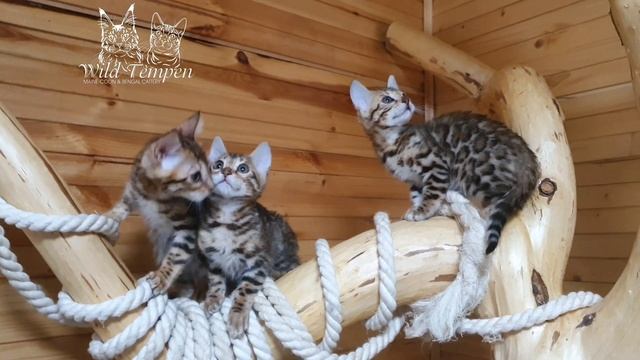 Бенгальские котята смотреть онлайн