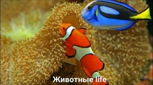 РЫБА ХИРУРГ?/Животные life/Рыбы/Животные/Интересные факты