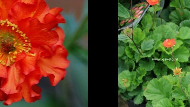 ГРАВИЛАТ (GEUM) сем. Розоцветные смотреть онлайн