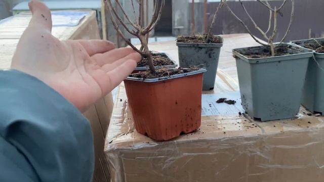 ГОРТЕНЗИИ БОНФАЕР и ПИКСИО уже в продаже смотреть онлайн