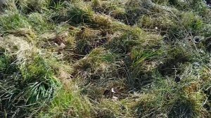 Проба косилки кн-1,1 мотоблок мб6981 Воткинск