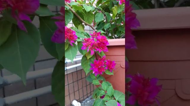 Pink Bougainvillea Flower#shortvideo #flowerlover смотреть онлайн