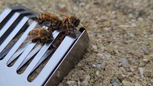 Weird Day on the Farm: Bee Swarm, Extra Queen Discovered and a Amish Bull смотреть онлайн