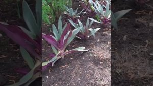 #shorts #рэо #традисканция#tradescantia #цветник #цветочныймикс #короткое Рэо в цветнике.