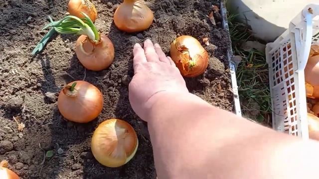 Сажаем семенники лука. смотреть онлайн