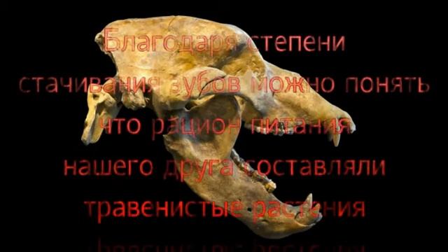 Пещерный медведь - факты, образ жизни! По просьбе подпищика! смотреть онлайн