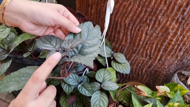 Metallica plant | Best Hanging Basket | Red Flame Ivy | Hemigraphis Alternata | Purple Waffle Plant смотреть онлайн