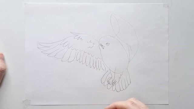 Master Drawing snowy owl with This Easy Pencil Tutorial for Kids - How to draw a snowy owl смотреть онлайн